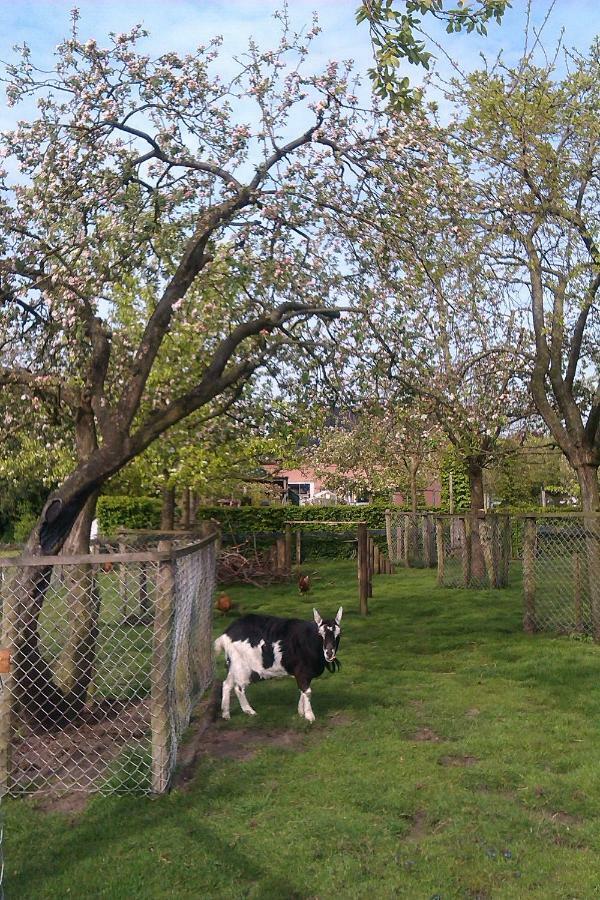 B&B De Vlinder Hardenberg Εξωτερικό φωτογραφία